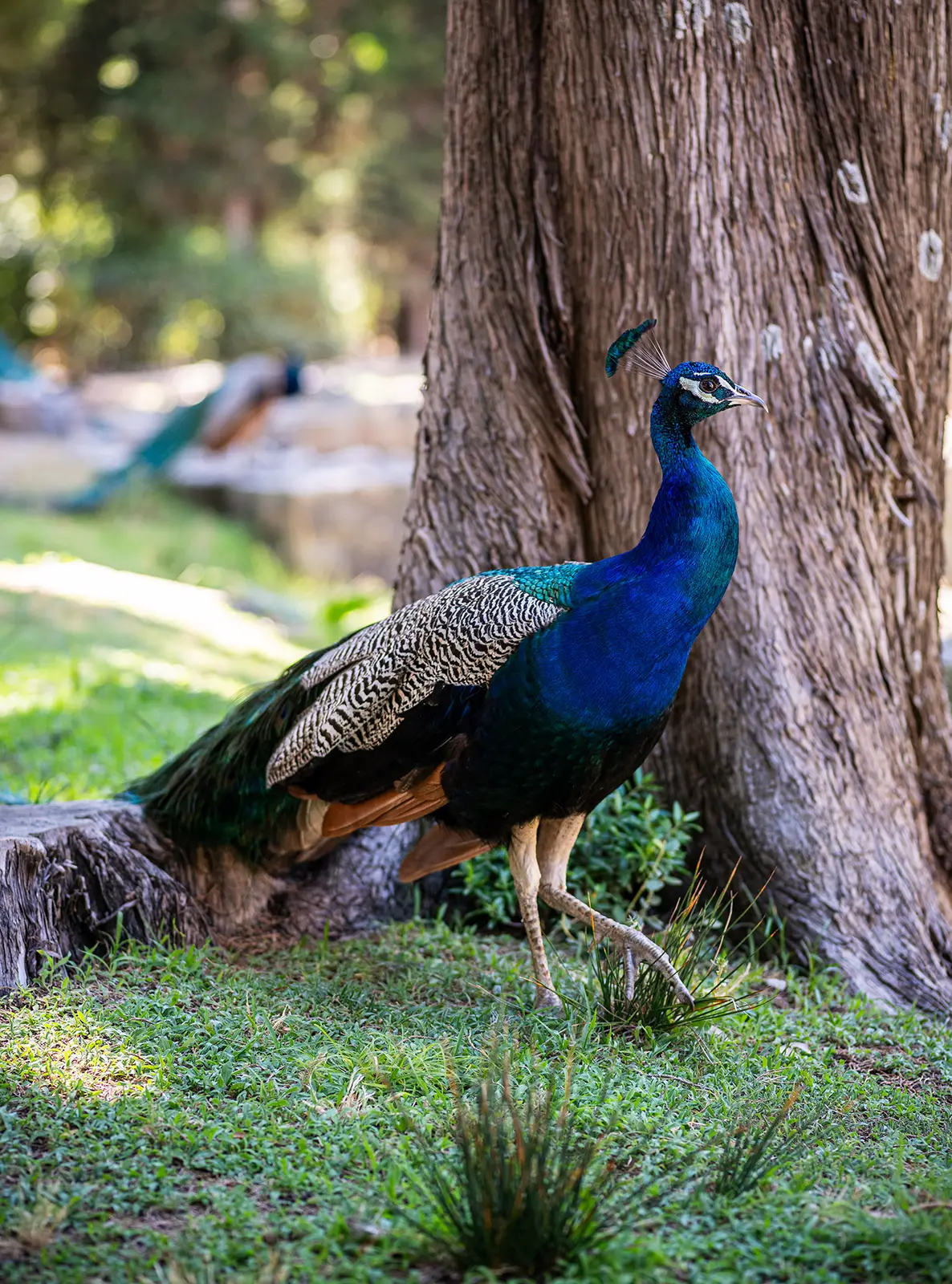 Lokrum & Blue Cave - Full Day - Image 4